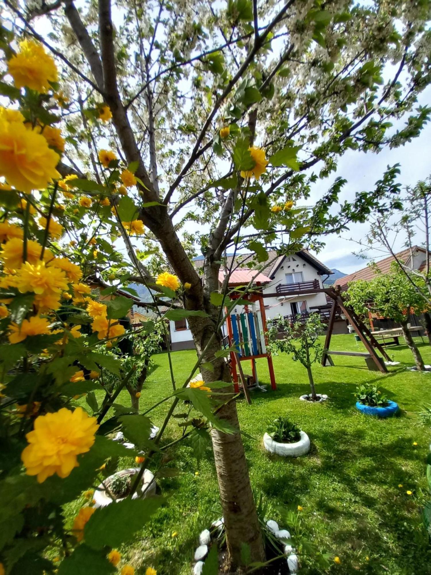 Edelweiss Ilinca Apartment เซอร์เนช ภายนอก รูปภาพ